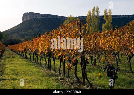 Automne : vignobles sous la falaise Hortus. Coteaux du Languedoc - pic Saint-Loup. Près de Saint-Mathieu de Treviers. Occitanie, France Banque D'Images