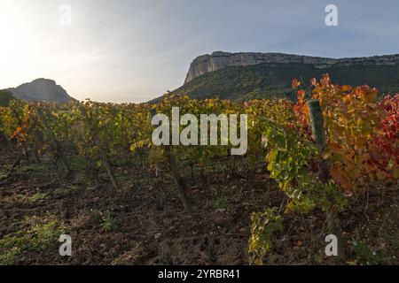 Automne : vignobles sous la falaise Hortus. Coteaux du Languedoc - pic Saint-Loup. Près de Saint-Mathieu de Treviers. Occitanie, France Banque D'Images