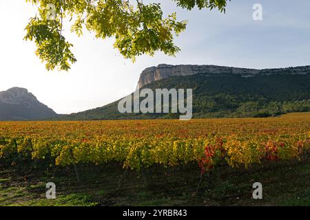 Automne : vignobles sous la falaise Hortus. Coteaux du Languedoc - pic Saint-Loup. Près de Saint-Mathieu de Treviers. Occitanie, France Banque D'Images