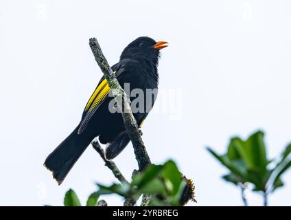 Un Cotinga noir et or (Lipaugus ater) chantant sur une branche. São Paulo, Brésil. Banque D'Images