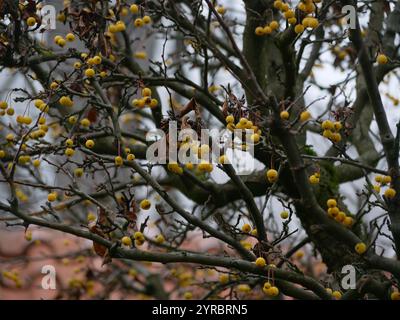 Crataegus d'aubépine jaune congelé en hiver. Baies couvertes de gel et de neige. Concept d'entretien des arbres de jardin. Banque D'Images