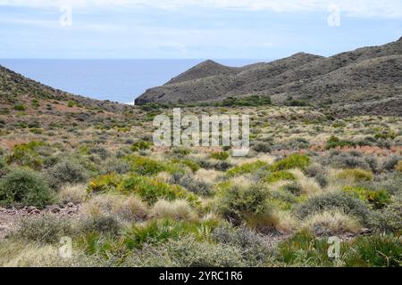 Cabo de Gata, Cala de los Toros avec palmier nain méditerranéen (Chamaerops humilis). Almería, andalousie, Espagne. Banque D'Images