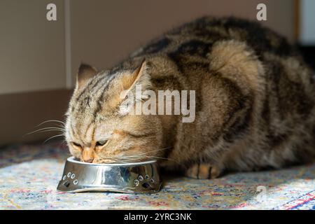 Grand chat gris domestique mange dans un bol en métal Banque D'Images