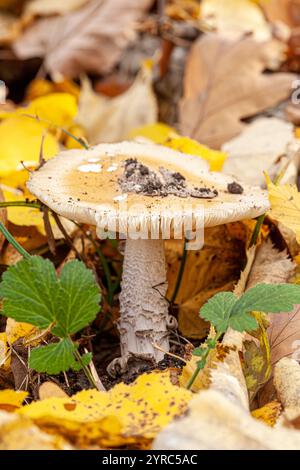 Champignon toxique Amanita gemmata poussant dans la forêt de chênes. Alson connu sous le nom de gemmed Amanita ou le jonquil Amanita. Feuille de chêne sur le sol. Banque D'Images