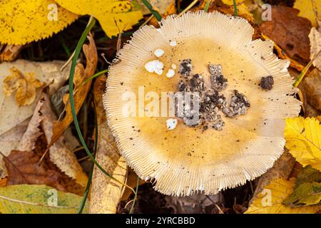 Gros plan sur les rares Amanita gemmata, connu sous le nom de gemmed amanita ou jonquil amanita, champignon agarique de la famille des Amanitaceae et du genre Amanita, en croissance Banque D'Images