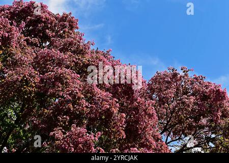 Feuilles d'arbre en pot de singe (Lecythis pisonis) sur jardin tropical, Rio de Janeiro, Brésil Banque D'Images