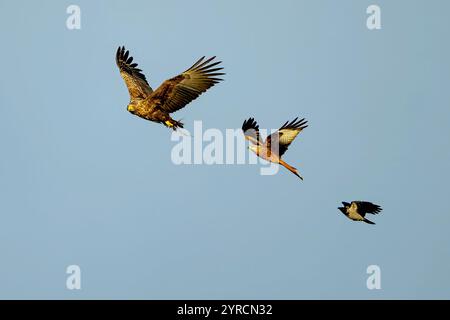 L'aigle de mer à queue blanche (Haliaeetus albicilla) est poursuivi par un cerf-volant et le cerf-volant est poursuivi par un corbeau à capuchon. Photo de Vittskövle, dans le sud de la Suède au nord Banque D'Images