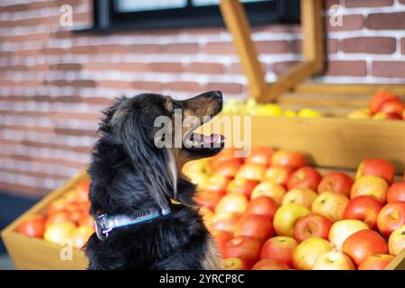 Un chien est debout juste devant un grand tas de pommes rouges mûres qui sont empilées haut sur le sol, semblant vives et fraîches Banque D'Images