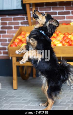 Une race de chien carnivore se tient debout sur ses pattes arrière devant un étalage de pommes sur le sol. C'est un chien de compagnie avec de la fourrure et une queue Banque D'Images