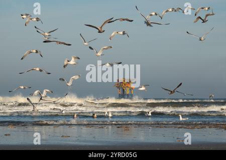 La plate-forme de production en mer près de l'île néerlandaise d'Ameland, plage, vagues et les mouettes dans l'avant-plan Banque D'Images