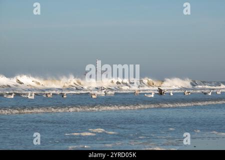 Au loin une plate-forme de production offshore près de l'île néerlandaise Ameland, plage, briser les vagues et mouettes au premier plan Banque D'Images