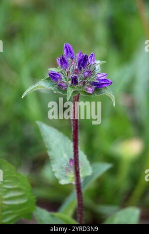 Tige unique de Danes Blood ou Campanula glomerata ou plante herbacée vivace à fleurs herbacée en grappe avec inflorescence formée par sessile Banque D'Images