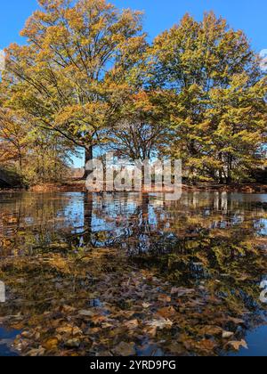 Fenway Park en automne Banque D'Images