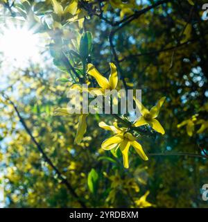 Soleil brillant à travers la fleur de forsythia jaune vif en pleine floraison en avril en Pologne Banque D'Images