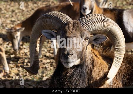 Gros plan de Majestic Ram avec de grandes cornes incurvées dans un habitat naturel Banque D'Images