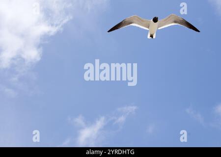 Mouette volant contre un ciel bleu clair Banque D'Images