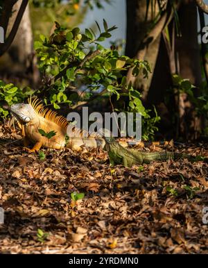 Fairchild Tropical Botanical Garden à Miami, Floride : famille d'iguanes se rafraîchissant sous le soleil Banque D'Images