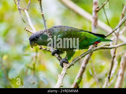 Un perroquet à tête écailleuse (Pionus maximiliani) perché sur une branche en forêt. Parc national Intervales, São Paulo, Brésil. Banque D'Images