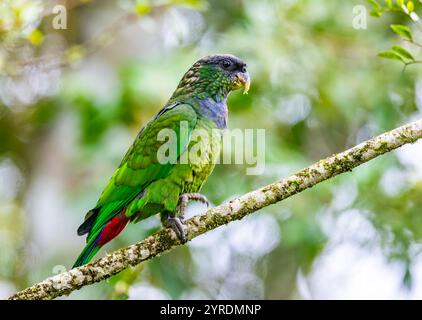 Un perroquet à tête écailleuse (Pionus maximiliani) perché sur une branche en forêt. Parc national Intervales, São Paulo, Brésil. Banque D'Images