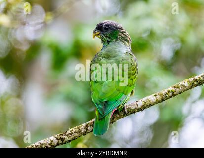 Un perroquet à tête écailleuse (Pionus maximiliani) perché sur une branche en forêt. Parc national Intervales, São Paulo, Brésil. Banque D'Images