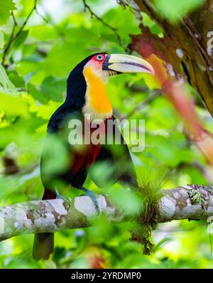 Toucan à poitrine rouge (Ramphastos dicolorus) perché sur un arbre dans la forêt. Parc national Intervales, São Paulo, Brésil. Banque D'Images