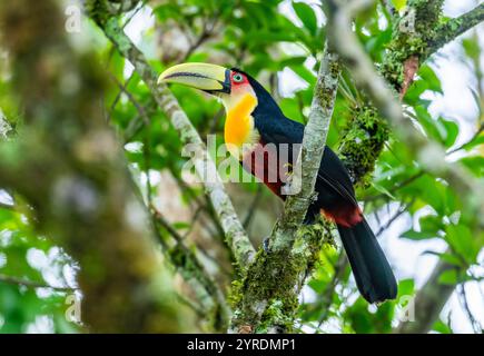 Toucan à poitrine rouge (Ramphastos dicolorus) perché sur un arbre dans la forêt. Parc national Intervales, São Paulo, Brésil. Banque D'Images