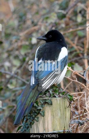 Magpie perchée sur le poteau de porte montrant des plumes de queue vertes et bleues irisées Banque D'Images