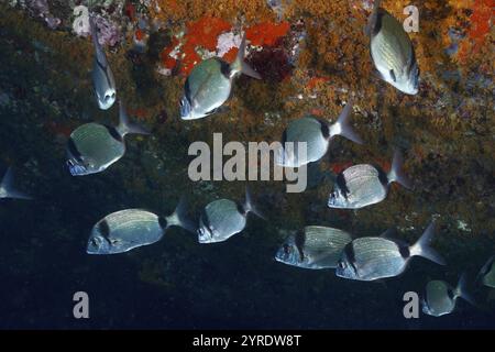 Haut-fonds de poissons argentés, dorade à deux bandes (Diplodus vulgaris), devant un mur de corail, site de plongée L'anse aux bles, presqu'île de Giens, Provence Alpes Cot Banque D'Images