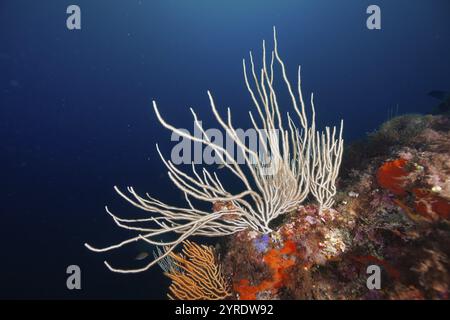 Gorgones blanches (Eunicella singularis) et détails oranges dans une mer bleue, site de plongée sec de la jeune Garde, presqu'île de Giens, Provence Alpes Cote d'Azu Banque D'Images