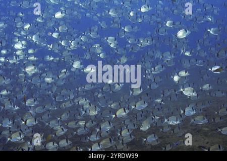 Un grand banc de dorade argentée à deux bandes (Diplodus vulgaris) nageant dans la mer bleue, site de plongée épave le vapeur, péninsule de Giens, Provence Alpes C Banque D'Images