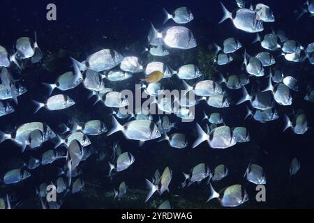 Grande école de poissons brillants, dorade à deux bandes (Diplodus vulgaris), baignade en eau sombre, site de plongée épave le donateur, presqu'île de Giens, Provence Alp Banque D'Images