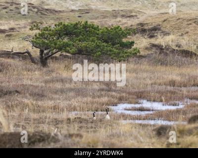 La Bernache du Canada (Branta canadensis), aux oiseaux et à un PIN noir (Pinus nigra), qui pousse sur la landes et les sols marécageux entre les dunes de sable du natu Banque D'Images