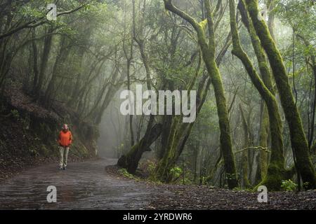 Un randonneur sur un sentier de randonnée dans la forêt nuageuse. Laurel arbres avec mousse et lichen. Temps brumeux. Parc national de Garajonay, la Gomera, Îles Canaries, Sud Banque D'Images