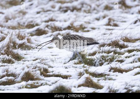 Courlis eurasien (Numenius arquata) à la recherche de nourriture sur des pâturages enneigés, fin mars, île de Texel, Hollande Banque D'Images