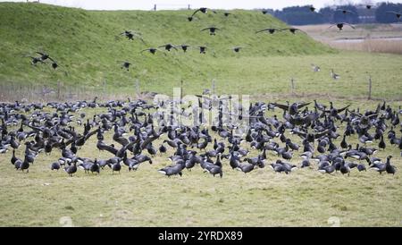 Brent Goose (Branta bernicla), oiseaux migrateurs en vol et atterrissant sur les pâturages pour se nourrir, île de Texel, Hollande Banque D'Images