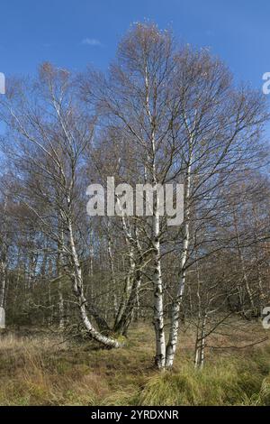 Bouleau (Betula pubescens), ciel bleu, Schwarzes Moor, près de Fladungen, réserve de biosphère de Rhoen Bavière, Bavière Banque D'Images