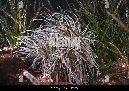 Anémone brillante, rose de cire (Anemonia sulcata), entourée d'herbe verte de mer, d'herbe de Neptune (Posidonia oceanica) dans un monde sous-marin, site de plongée sec d Banque D'Images