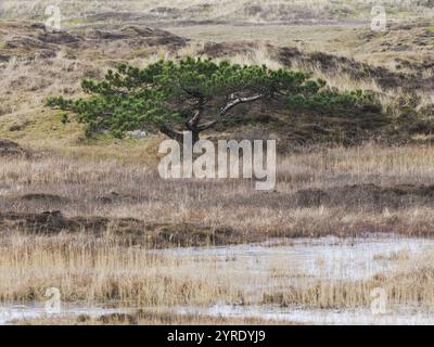 PIN noir (Pinus nigra), poussant sur landes et terres marécageuses entre les dunes de sable dans la réserve naturelle Loodsmansduin, die Bollekammer, île de Texel, Banque D'Images