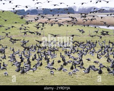 Brent Goose (Branta bernicla), oiseaux migrateurs en vol et atterrissant sur les pâturages pour se nourrir, île de Texel, Hollande Banque D'Images