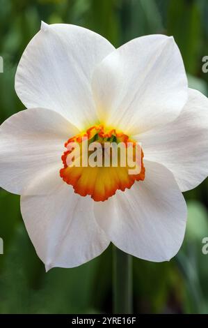 Gros plan du célibataire Narcissus Kimmeridge au printemps. Il s'agit d'un blanc jaune et orange division 3 petite jonquille en cuvette et est une vivacité à feuilles caduques Banque D'Images