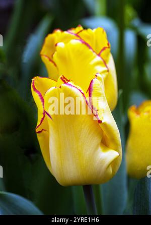 Gros plan de la tulipa unique Cape Town. Une tulipe jaune et rouge à floraison printanière unique appartenant au groupe de tulipes Triomph Division 3 Banque D'Images