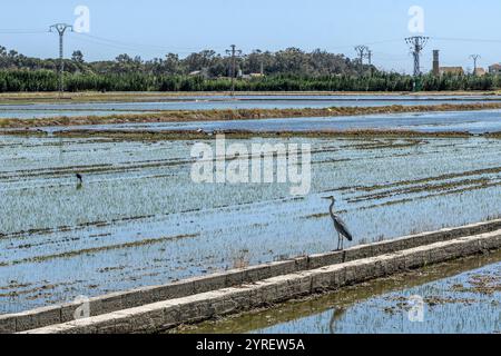 Parc naturel de l'Albufera (Parc naturel de l'Albufera) L'Albufera (le lac) est une zone naturelle protégée en Espagne, province de Valence, Espagne, Europe. Banque D'Images