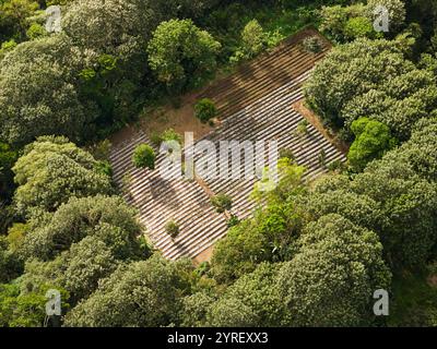 Les champs verts créent des motifs organisés au milieu d'une riche canopée d'arbres dans le paysage tropical. Banque D'Images