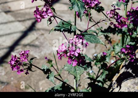 Lunaria annua, communément appelé honnêteté ou honnêteté annuelle, est une espèce de plante à fleurs de la famille des Brassicaceae du chou et de la moutarde Banque D'Images