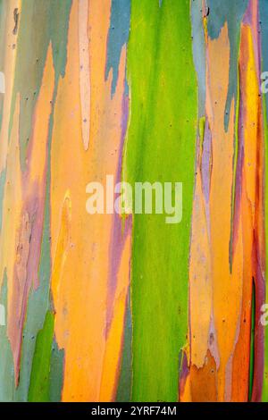 Image en gros plan montrant les couleurs et les détails de l'écorce d'arbre d'eucalyptus Banque D'Images