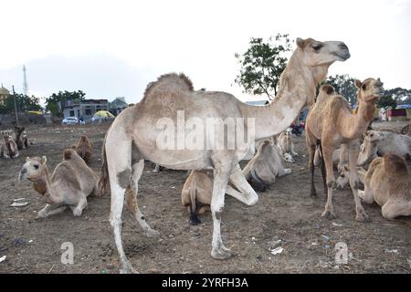 Chameaux dans le désert dans la région de Sanaag, Somaliland Banque D'Images