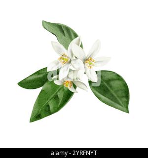 Une brindille d'un oranger. Fleurs et bourgeons d'agrumes. Fleurs blanches de citron, orange, citron vert et mandarine. Illustration aquarelle. Non Banque D'Images