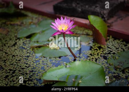 Fleur de Lotus Banque D'Images