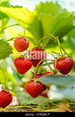 Fraises juteuses sur Bush in Garden Closeup le jour ensoleillé. Concept de fruits frais Banque D'Images