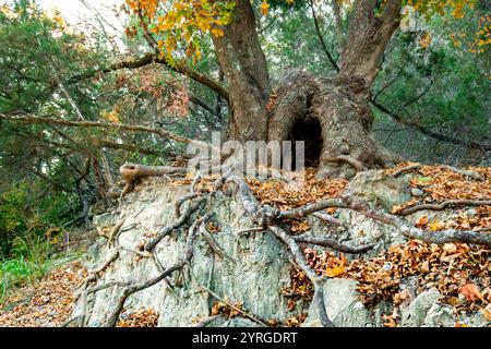 Arbre ancien avec des racines exposées et un tronc creux poussant sur une pente rocheuse entourée de feuilles d'automne tombées avec la beauté des motifs de la nature. Banque D'Images